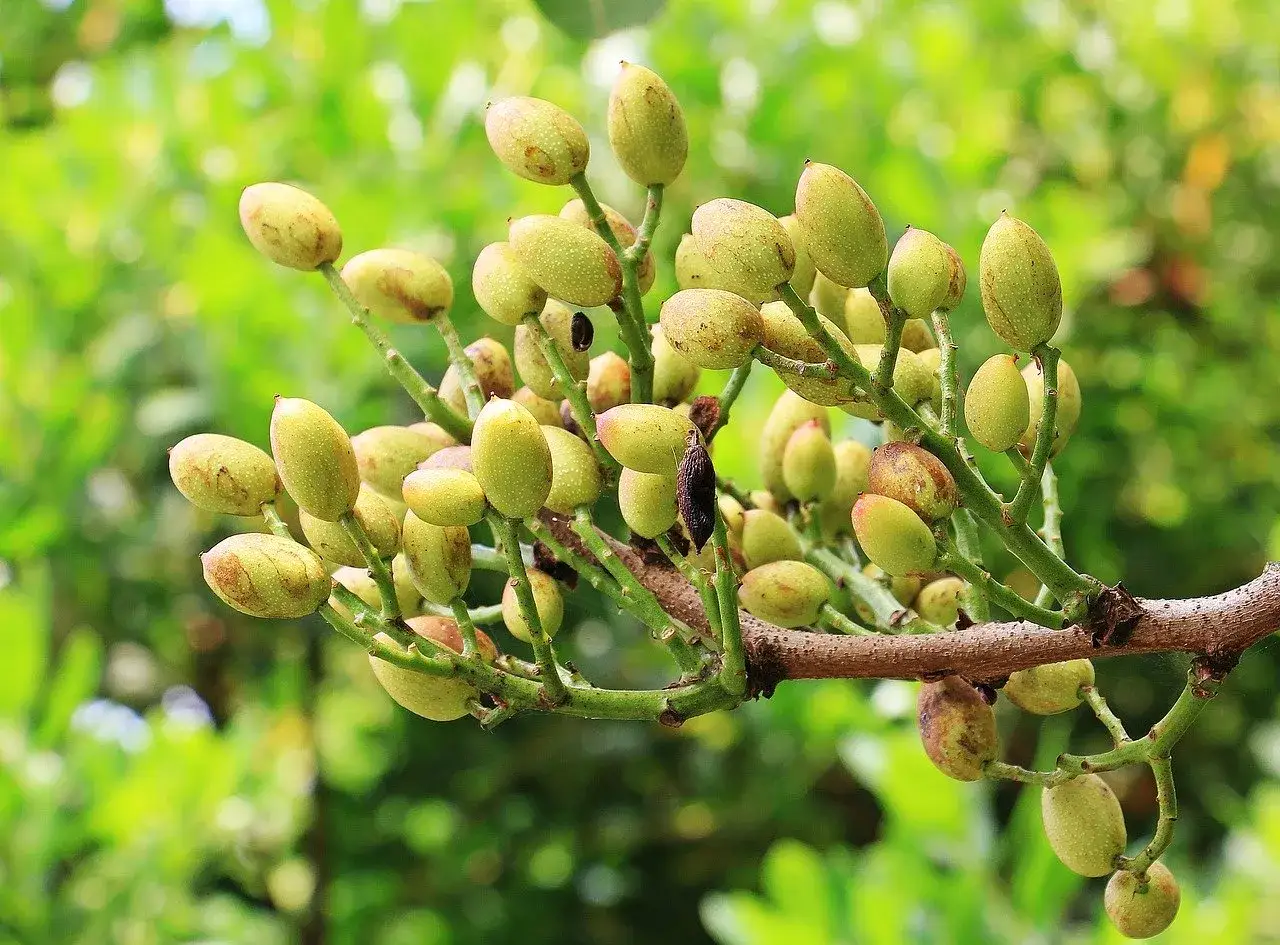 Zielone, niedojrzałe owoce pistacji zwisają z gałęzi. Czy pistacja to orzech? Botanicznie to pestkowiec, ale kulinarnie traktujemy ją jak orzech.